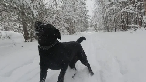 Fast running in the snow in winter forest of black dog Labrador retriever Stock Footage 128571883