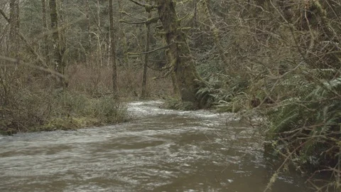 Fast running stream in old growth forest Video stock 122405495
