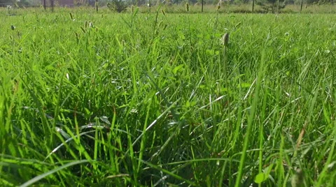 Fast running through a green grass field on a sunny day Stock Footage 68613399