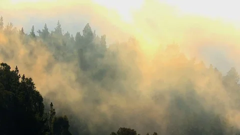 Fast rushing clouds through forest Stock Footage 74088821