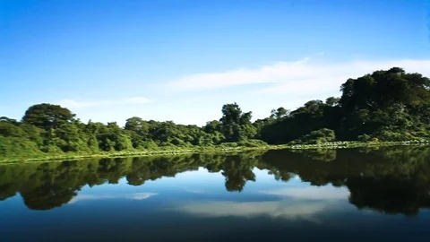 Fast Sailing bird Stock Footage 74873074