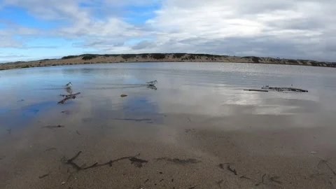 Fast sandpippers Stock Footage 243687454