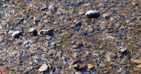 A fast shallow mountain stream. The concept of nature, water resources Stock Footage 195852538