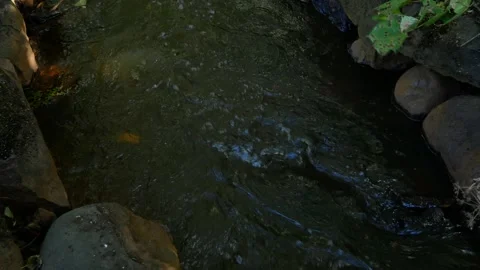 A fast, shallow river flows through the forest Stock Footage 161360692