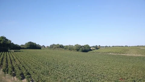 Fast Sideways Moving Wide Vineyard Shot From Aerial Drone on Sunny Summer Day Stock Footage 95047804
