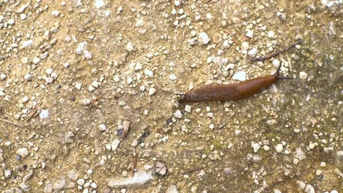 Fast Slug Time Lapse Stock Footage 92142461