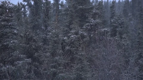 Fast snow in alaska winter 库存影片 115956871