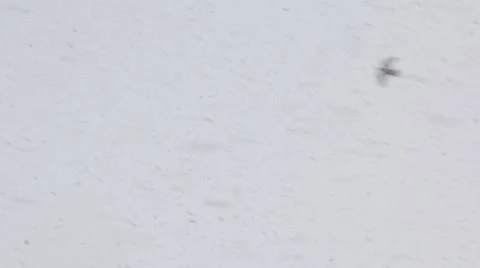 Fast Snow fall on white winter sky Video stock 45980934