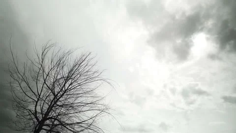 Fast speed branches of Tree with clouds obscuring the sun Stock Footage 221214795