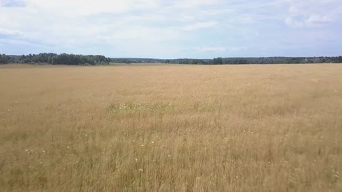 Fast speed drone flight over wheat harvest field Stock Footage 78739018