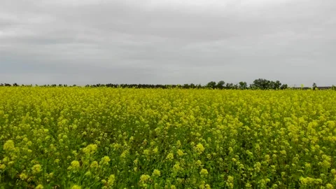 Fast speed flying through the flowers in the field 库存影片 243889839