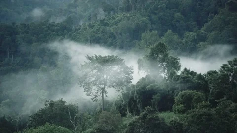 Fast speed Low lying cloud over evergreen tree in forest nature Stock Footage 141184140
