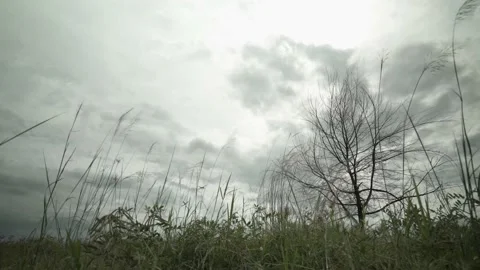 Fast speed mess grass and against branches of Tree with clouds obscuring sun Stock Footage 221214709