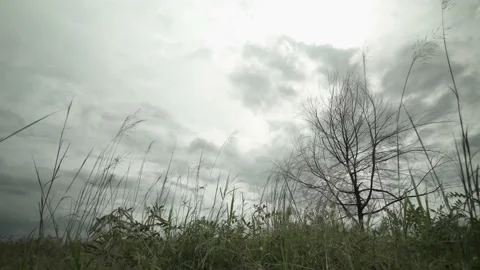 Fast speed moving cloud and mess green grass and against Dried branches of Tree Stock Footage 221214676