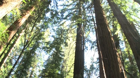 Fast Spin Forest andTrees 動画素材 1078302