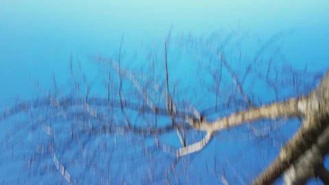 Fast Spinning Camera Motion and Upside Down Tree Branches Stock Footage 337198910