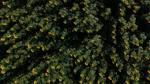 Fast spinning drone ascent above sunflower field, Bukovac, Serbia Stock Footage 313805114