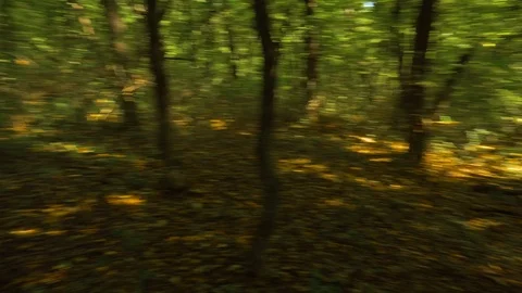 Fast spinning in the forest Stock Footage 101130333