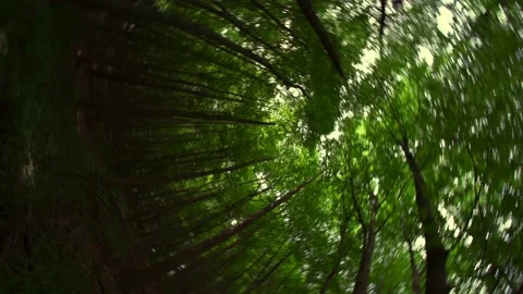 Fast spinning view through tall trees in a British woodland Vídeo Stock 233300033