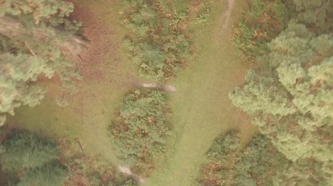 Fast Spiral Up Through Trees Video stock 100889445