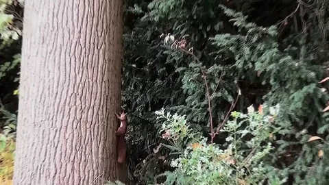 The fast squirrel climbs into the tree Stock Footage 82966641