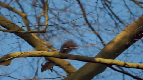 Fast Squirrel jumping through branches on leafless winter tree, tracking Stock Footage 224943144