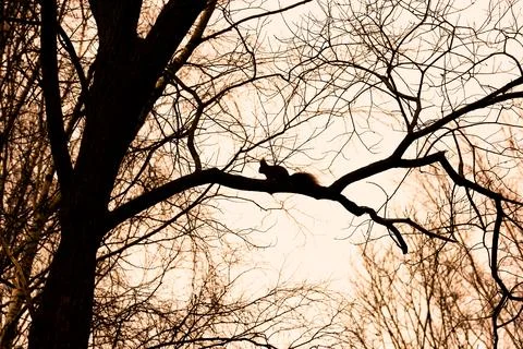 Fast squirrel running across a tree branch Stock Photos