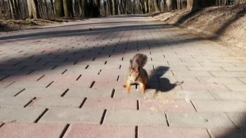 A fast squirrel runs up, stands on its hind legs and looks into the camera Stock-Footage 191591517