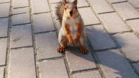 A fast squirrel runs up, stands on its hind legs and looks into the camera 스톡 동영상 192462018