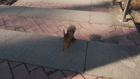 A fast squirrel runs up, stands on its hind legs and looks into the camera Stock-Footage 193563525
