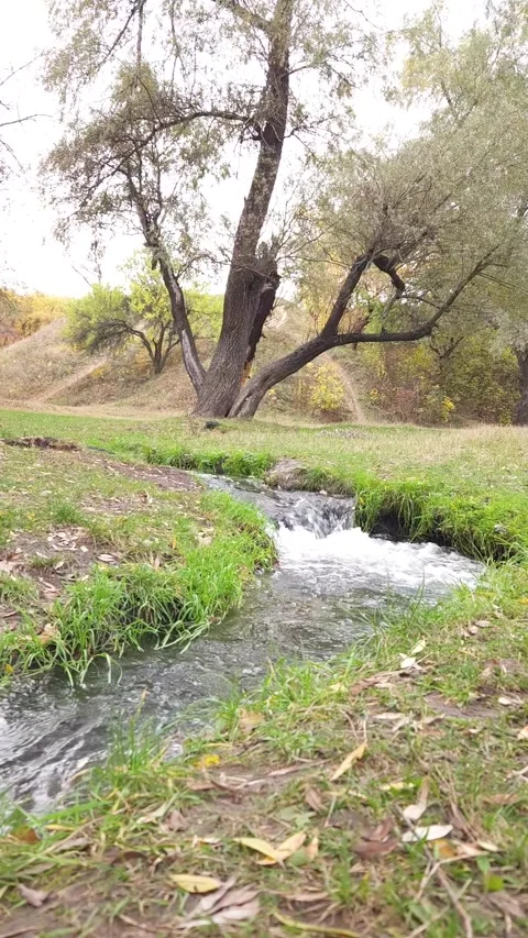 Fast stream in autumn park Stock Footage 297289483
