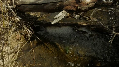 Fast Stream Creating Bubbles on Dead Wood With Sun Interrupted by Clouds Stock-Footage 237556527