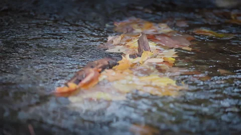 Fast Stream Current Flowing past Fallen Leaves and Branch Video stock 345555340