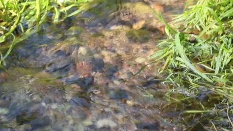 A fast stream flowing in a clearing among grassy shores Stock Footage 160760570