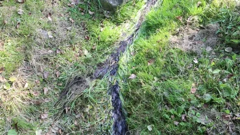 A fast stream flowing in the fall in a forest glade Stock Footage 160760929