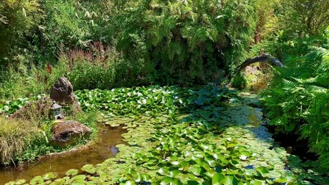 A fast stream flows into a small pond overgrown with water lily leaves. Stock Footage 310661576