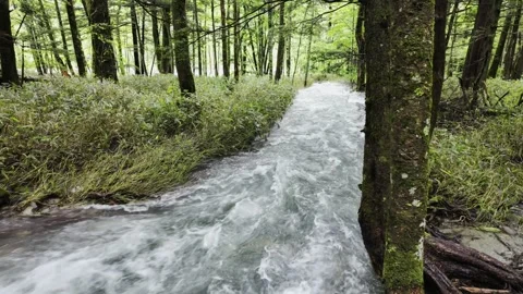 Fast Stream in Jungle Stock Footage 331239350