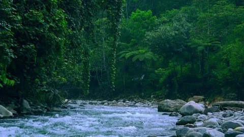  Fast stream with rapids. Magical scenery of rainforest and river with rocks Stock Footage 75006729