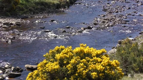 Fast stream rocks yellow gorse flowers Stock Footage 250654032