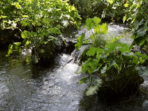 Fast streaming water along rocks with plants at Plitvice, national park Croatia Stock Footage 79577640