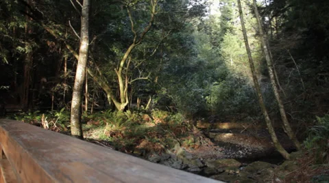 A fast time-lapse photography of trees movements in Muir wood Stock Footage 35337496