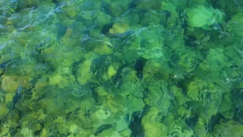 Fast Top Down Drone Flight Over Clear Water with Rocks and Green Algae Vídeo Stock 332481888