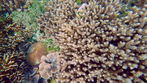 Fast Top-Down Underwater Flyover of Tropical Coral Reef Stock Footage 341822111