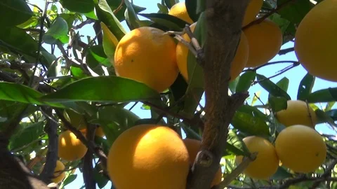 Fast tour in the foliage of an orange tree Stock Footage 127546986