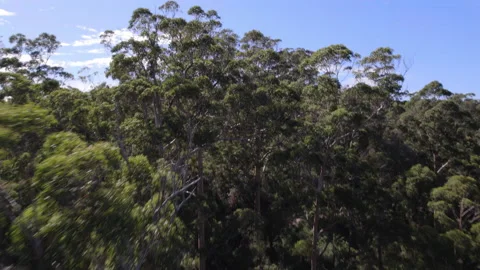 Fast tracking aerial shot through tall trees Karri forest summer, Australia Stock Footage 154119650