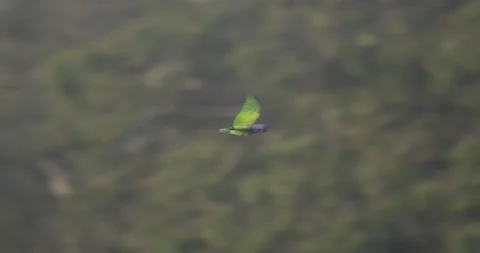 Fast tracking close up of Blue Headed Parrot flying in Peruvian rainforest. Stock Footage 178931248