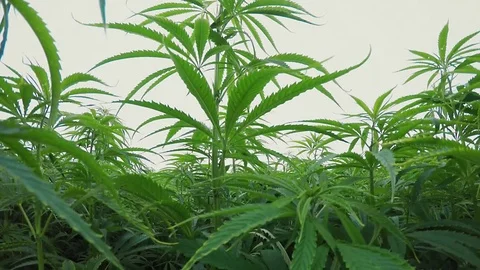 Fast Tracking Shot of Cannabis On a Rainy Summer Day Stock Footage 77956713
