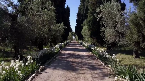 Fast tracking shot with a Drone on a path Iris flower. Stock Footage 85405196
