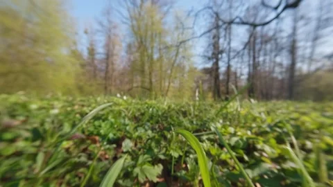 Fast tracking shot near grass surface showing animal like viewpoint moving .. Video stock 332443068