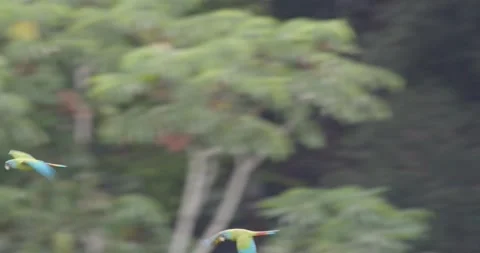 Fast tracking of two Blue Headed Macaws flying in Tambopata National Video stock 181073895